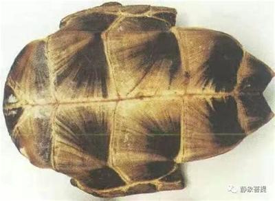 塔罗牌皇后的含义与解读